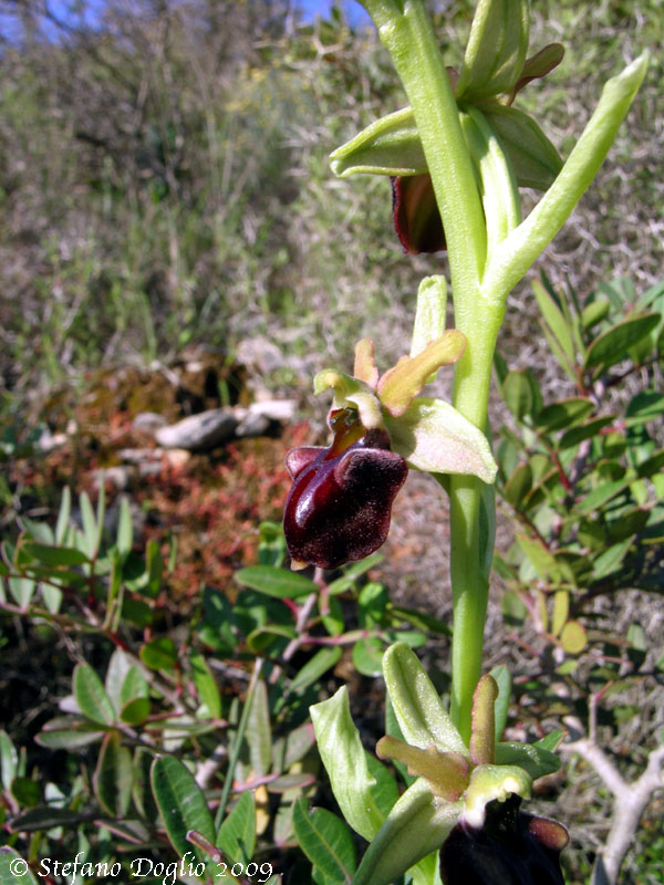 Ophrys herae